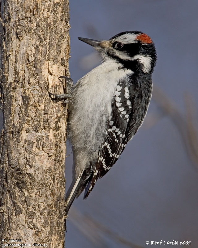 Hairy Woodpecker