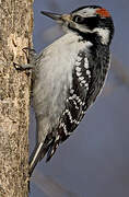 Hairy Woodpecker