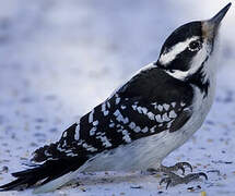 Hairy Woodpecker