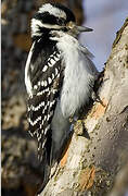 Hairy Woodpecker