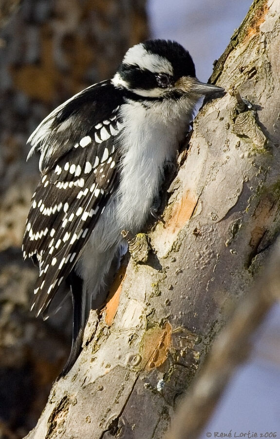 Hairy Woodpecker