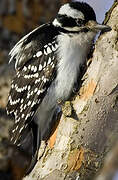 Hairy Woodpecker