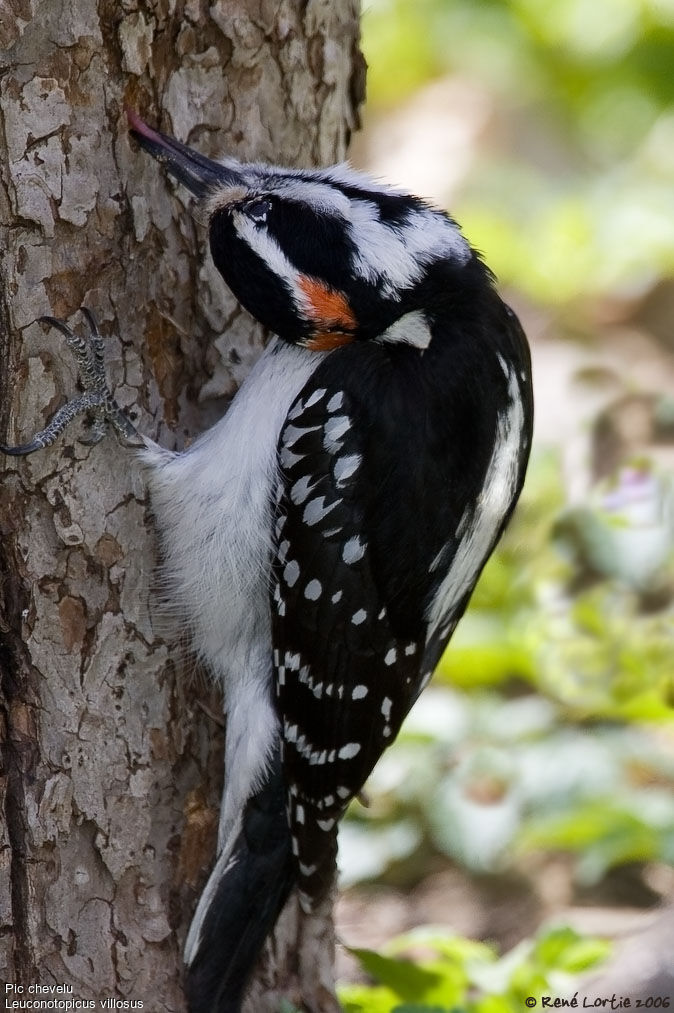 Hairy Woodpecker male adult