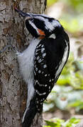 Hairy Woodpecker