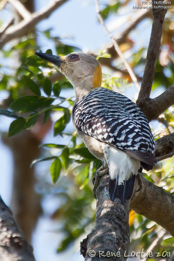 Hoffmann's Woodpeckeradult, identification