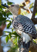 Hoffmann's Woodpecker