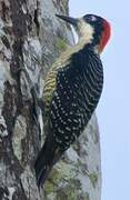 Black-cheeked Woodpecker