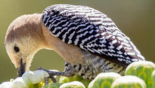 Gila Woodpecker