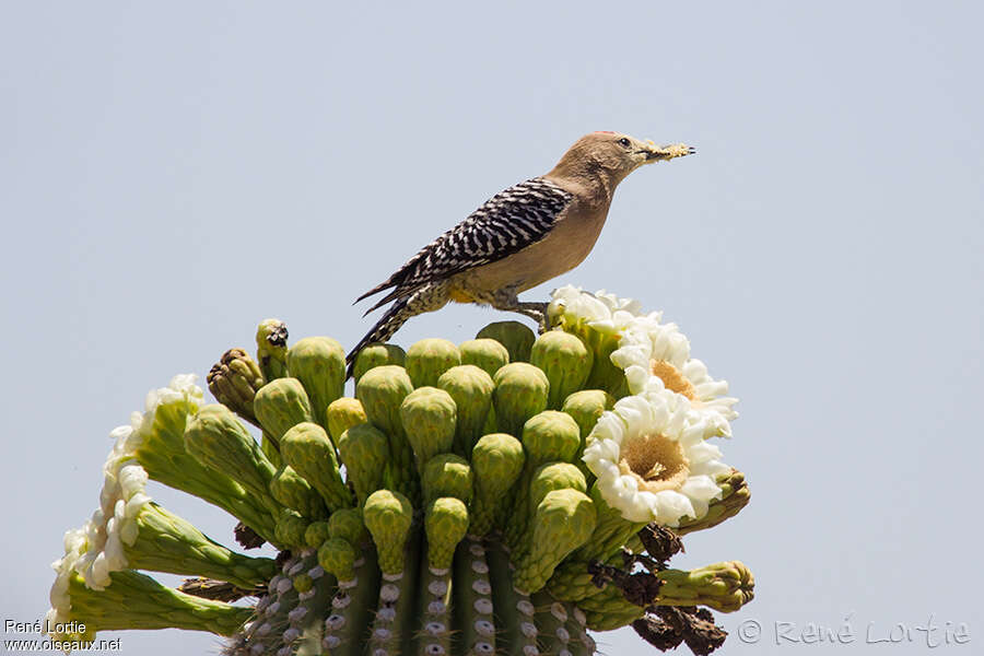 Pic des saguaros mâle adulte, régime, Comportement