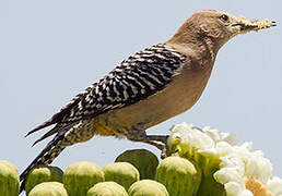 Gila Woodpecker