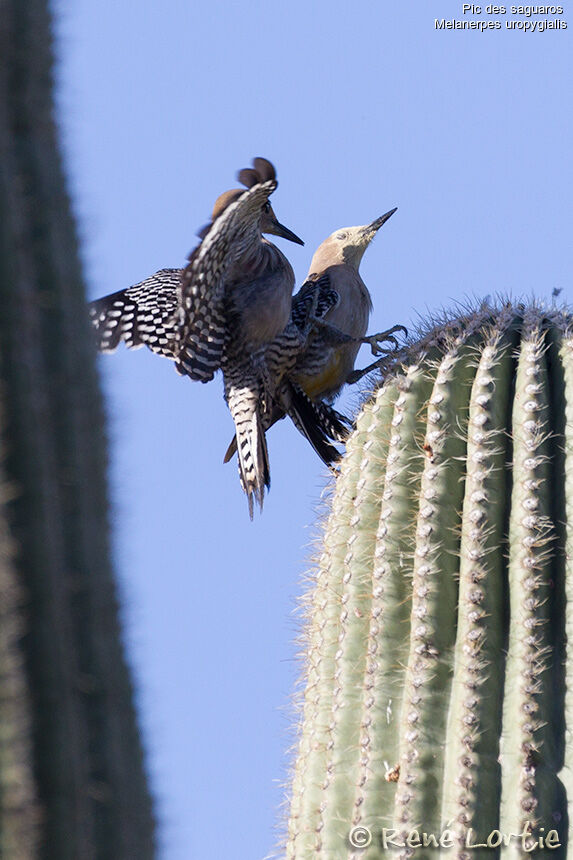 Gila Woodpecker adult, identification, Behaviour