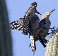 Gila Woodpecker