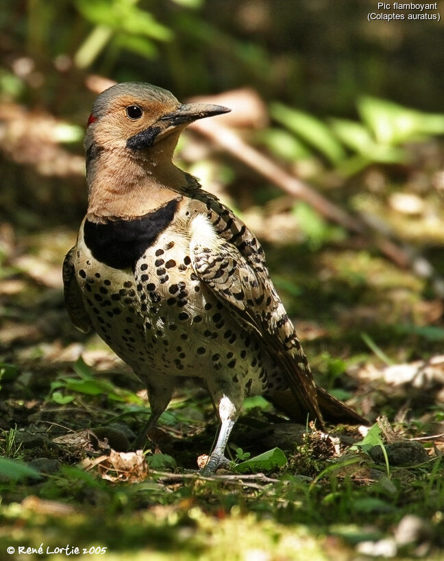 Northern Flicker