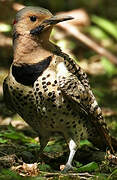 Northern Flicker