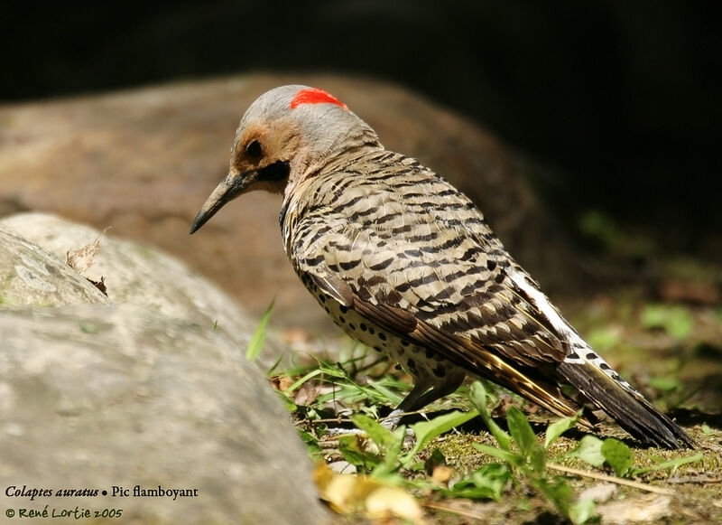 Northern Flicker Colaptes Auratus Relo14522