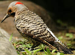 Northern Flicker