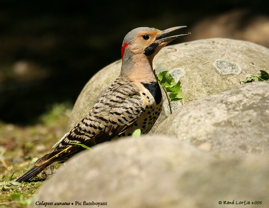 Northern Flicker