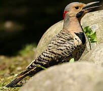 Northern Flicker