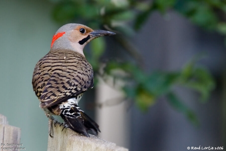 Northern Flickeradult