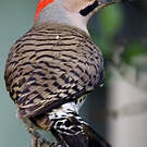 Pic flamboyant