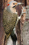 Northern Flicker