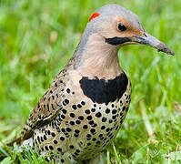 Northern Flicker