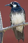 Acorn Woodpecker