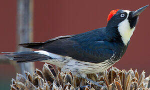 Acorn Woodpecker