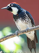 Acorn Woodpecker