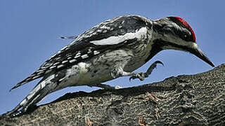 Yellow-bellied Sapsucker