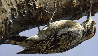 Yellow-bellied Sapsucker