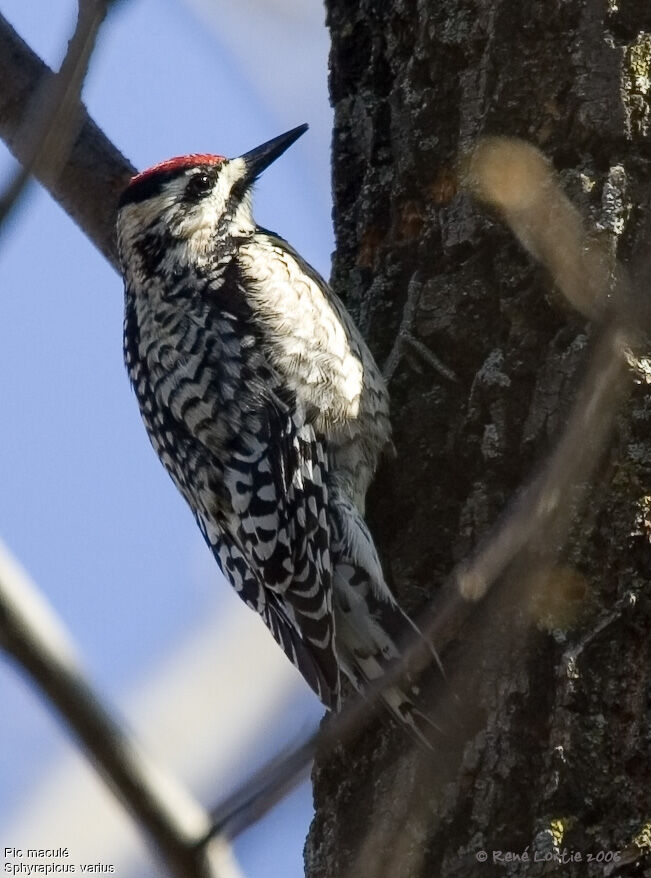 Yellow-bellied Sapsucker female adult