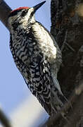 Yellow-bellied Sapsucker