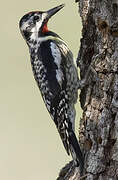 Yellow-bellied Sapsucker