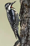 Yellow-bellied Sapsucker