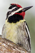 Yellow-bellied Sapsucker