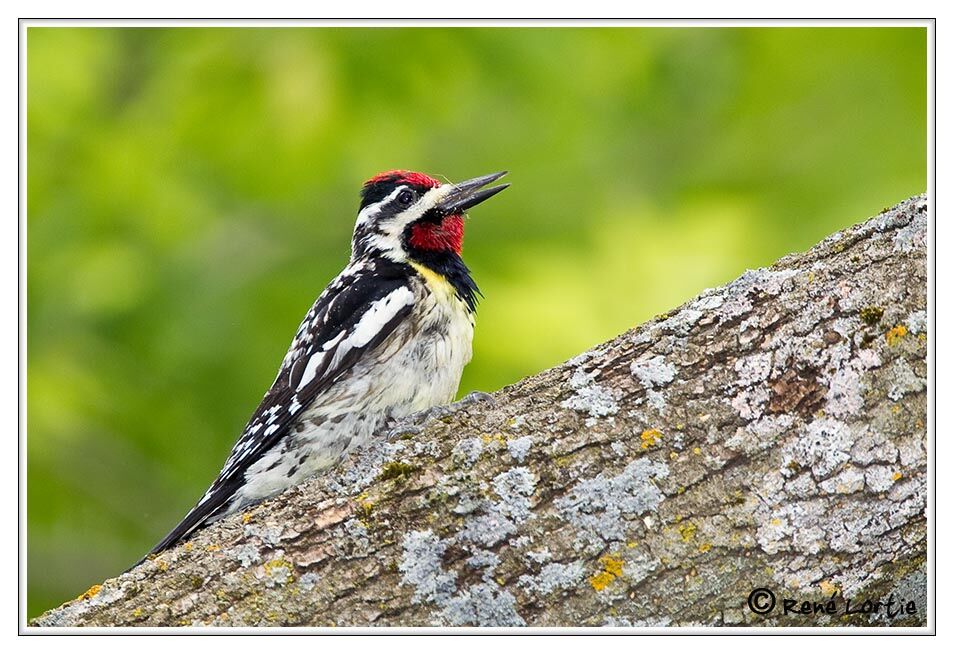 Pic maculé, identification