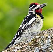 Yellow-bellied Sapsucker