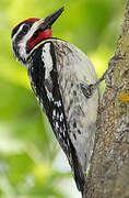 Yellow-bellied Sapsucker