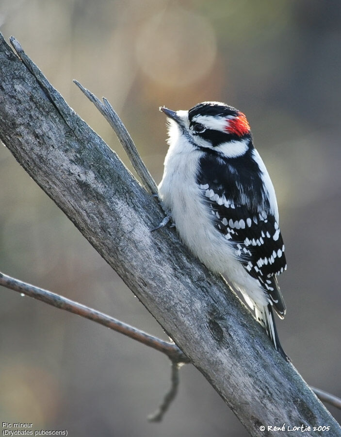 Downy Woodpecker