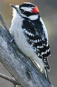 Downy Woodpecker