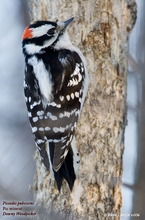 Downy Woodpecker