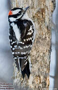 Downy Woodpecker