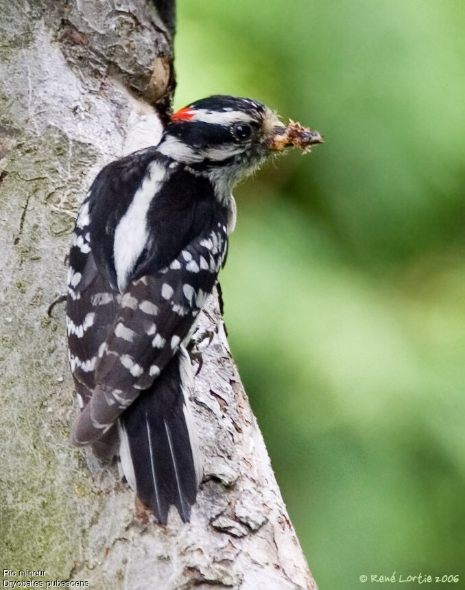 Downy Woodpecker male adult