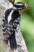 Downy Woodpecker