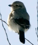 Northern Shrike