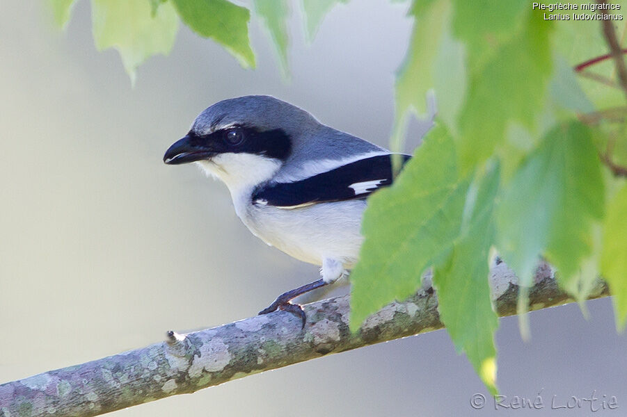 Pie-grièche migratriceadulte, identification