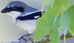 Loggerhead Shrike