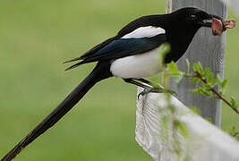 Black-billed Magpie