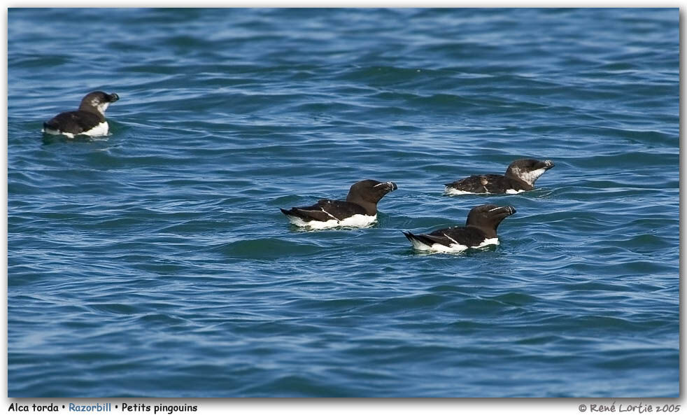 Razorbill